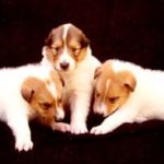 Bellagio Collie Puppies