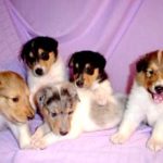 Bellagio Collie Puppies