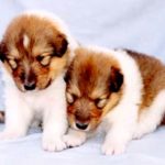 Bellagio Collie puppies