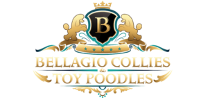 Bellagio Collies & Toy Poodles_transparent bg (2)